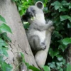 Grey Koala On Branch Garden Ornament