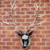Extra Large Glossy Black Stags Wall Head