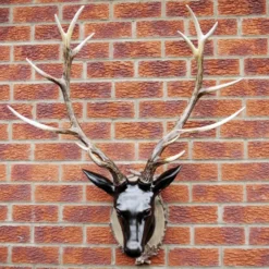 Extra Large Glossy Black Stags Wall Head