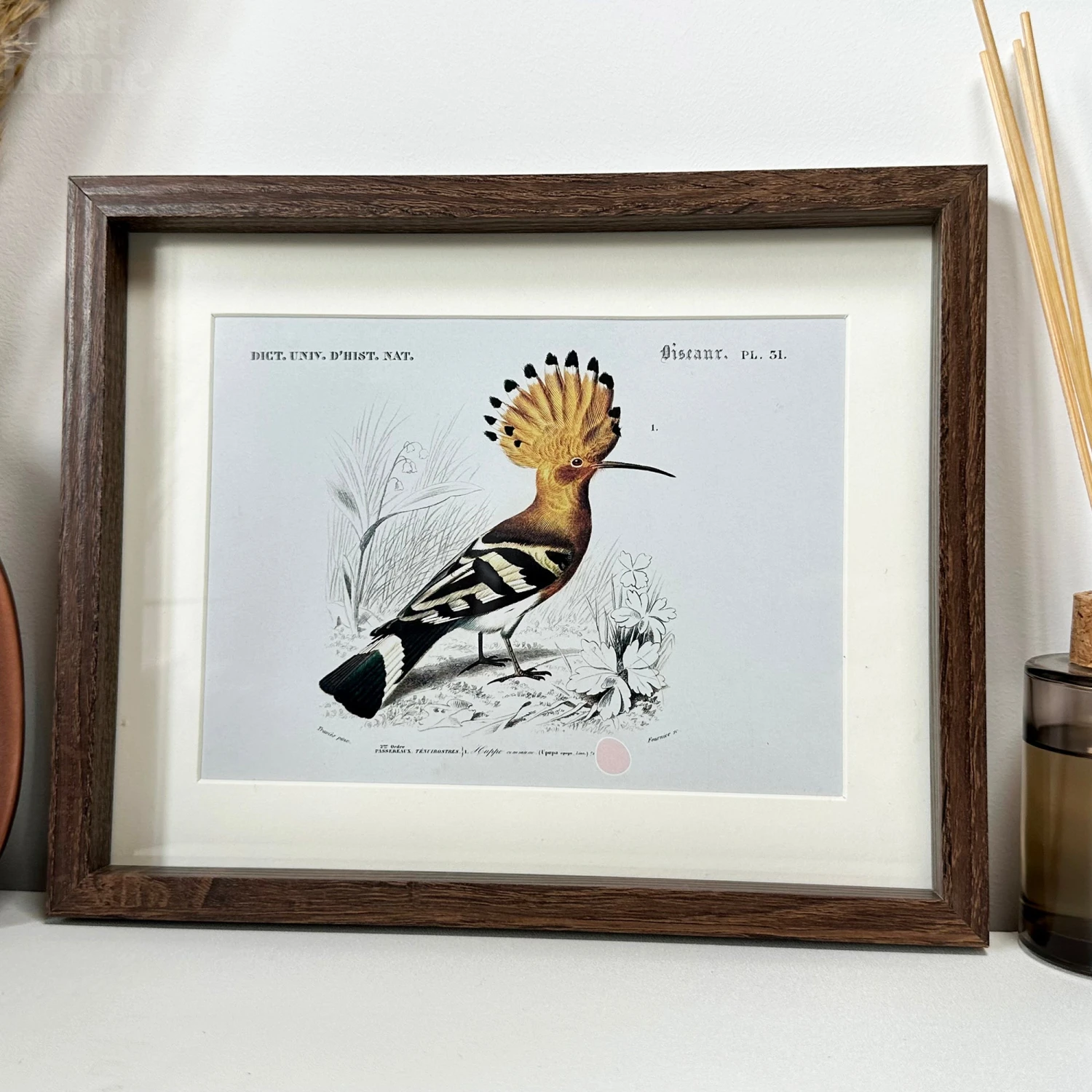 Set Of 4 Birds Of Paradise Framed Prints 3 Set Of 4 Birds Of Paradise Framed Prints - Image 3