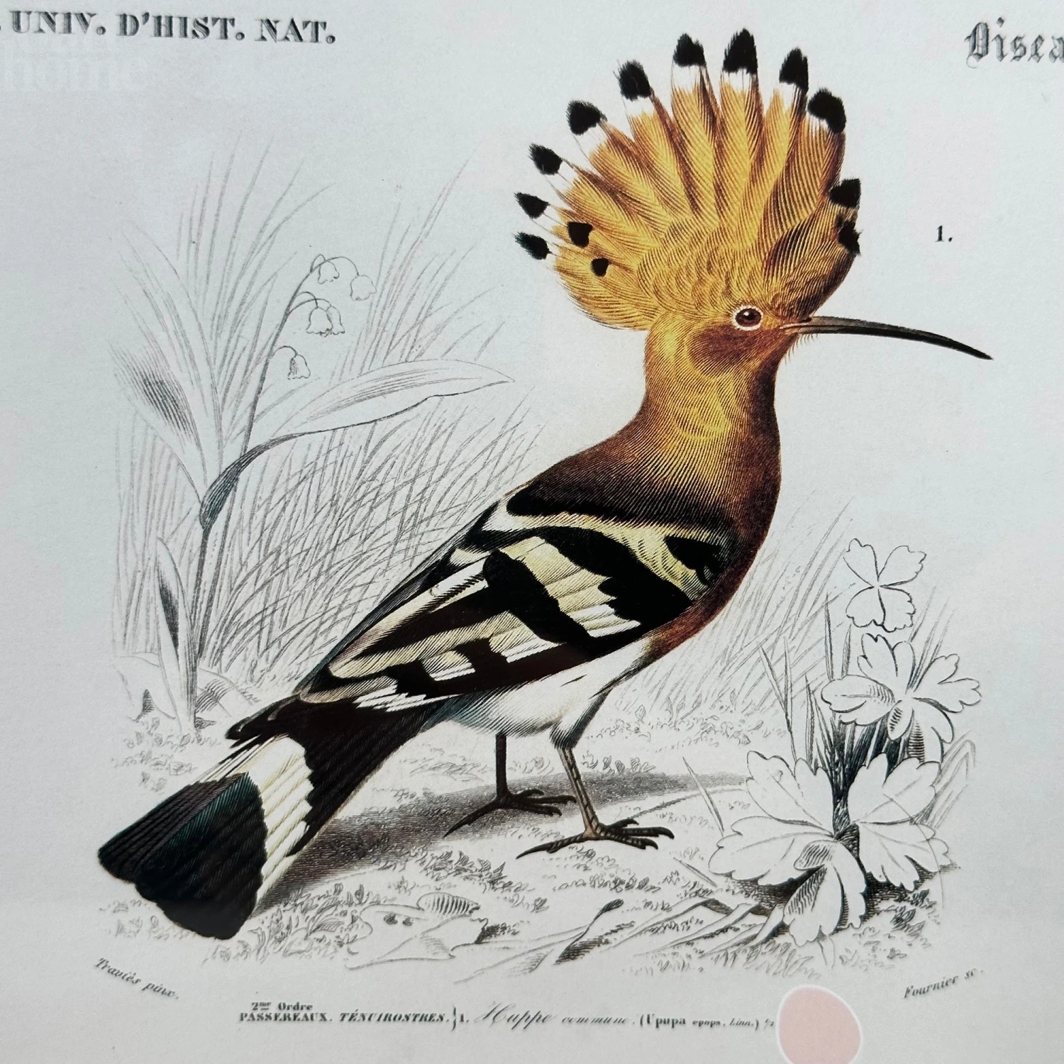 Set Of 4 Birds Of Paradise Framed Prints 10 Set Of 4 Birds Of Paradise Framed Prints - Image 10