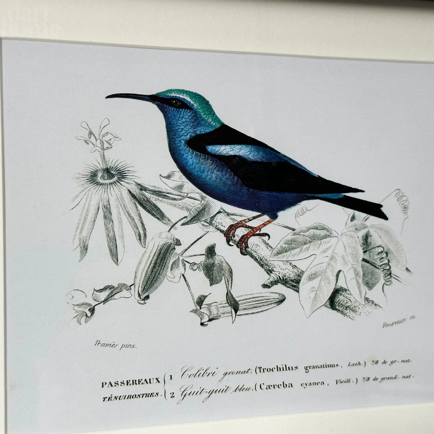 Set Of 4 Birds Of Paradise Framed Prints 9 Set Of 4 Birds Of Paradise Framed Prints - Image 9