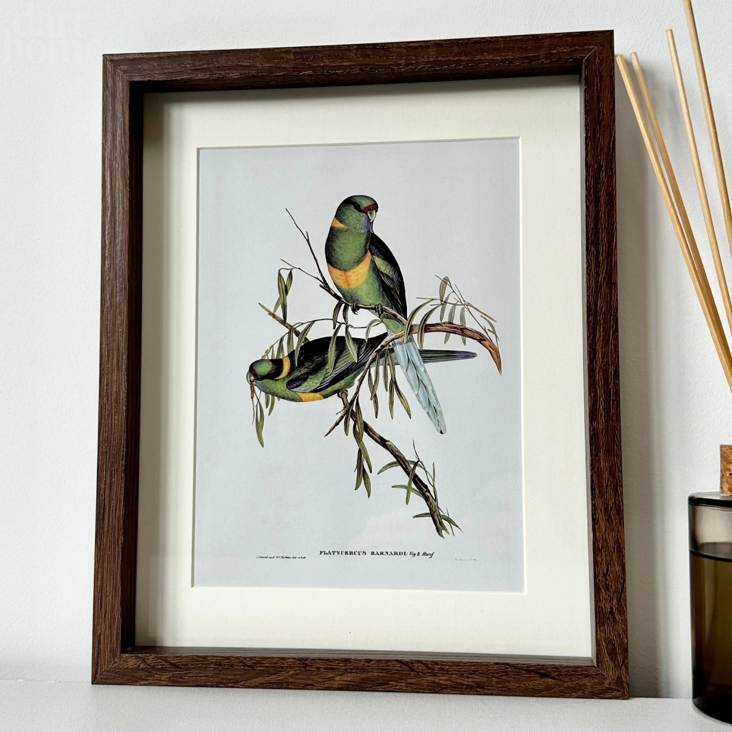 Set Of 4 Birds Of Paradise Framed Prints 5 Set Of 4 Birds Of Paradise Framed Prints - Image 5