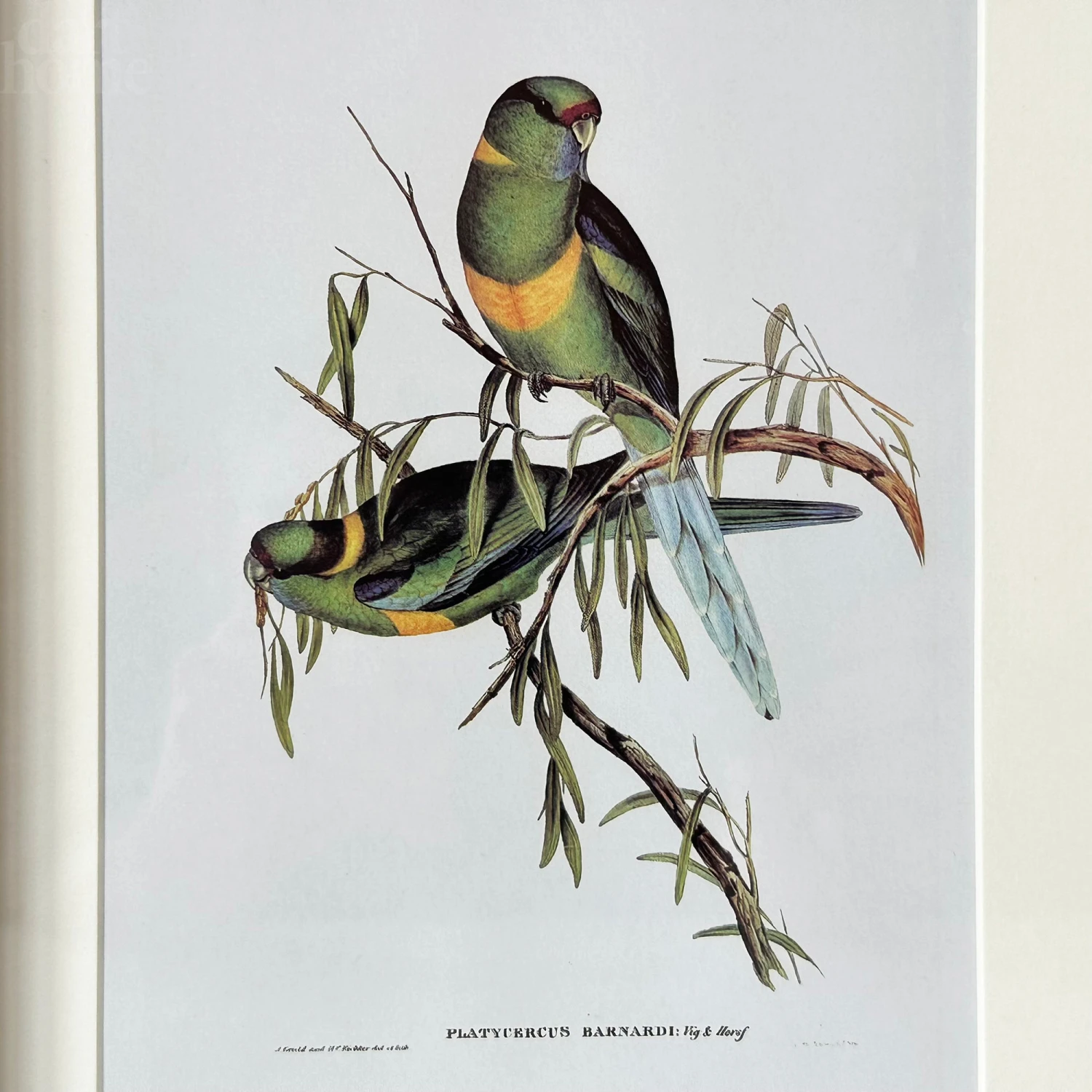 Set Of 4 Birds Of Paradise Framed Prints 8 Set Of 4 Birds Of Paradise Framed Prints - Image 8