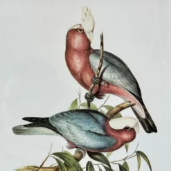 Set Of 4 Birds Of Paradise Framed Prints 23 Set Of 4 Birds Of Paradise Framed Prints -Home Decoration IMG E1382 0bf854b5 51c9 4505 8327 7a33d258b568