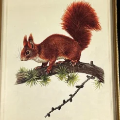 Forest Red Squirrel Toile Framed Print 8 Forest Red Squirrel Toile Framed Print -Home Decoration IMG E1822copy