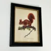 Forest Red Squirrel Toile Framed Print