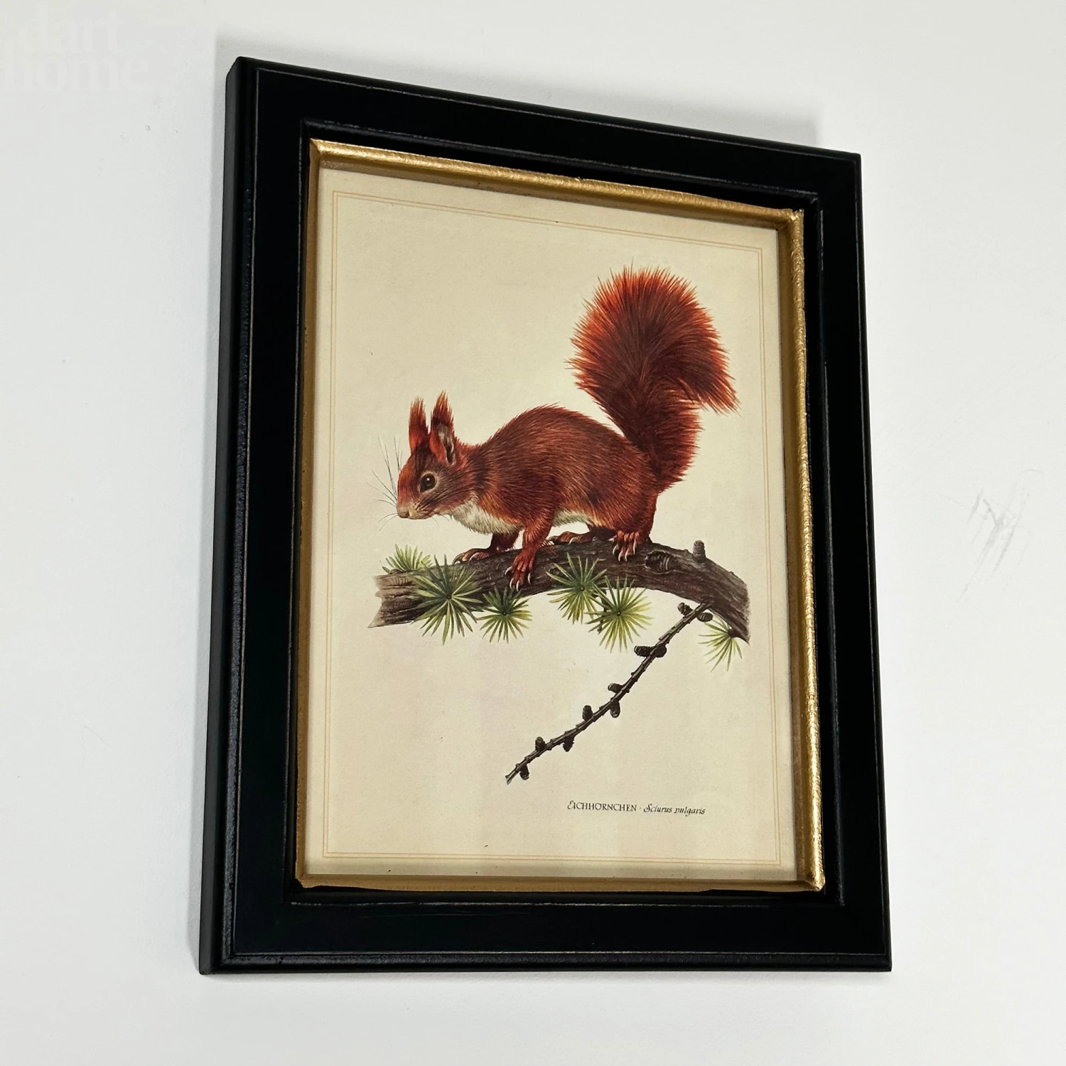 Forest Red Squirrel Toile Framed Print 1 Forest Red Squirrel Toile Framed Print