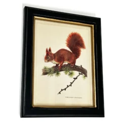 Forest Red Squirrel Toile Framed Print 9 Forest Red Squirrel Toile Framed Print -Home Decoration IMG E1824copy