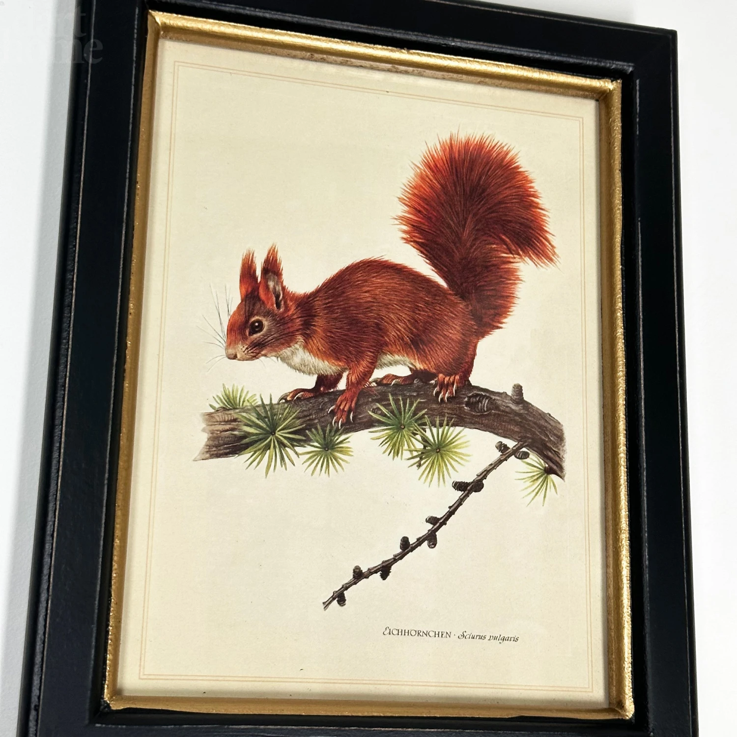 Forest Red Squirrel Toile Framed Print 2 Forest Red Squirrel Toile Framed Print - Image 2