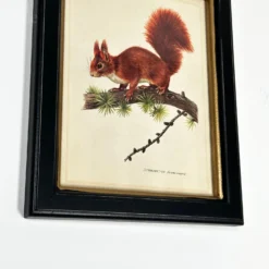 Forest Red Squirrel Toile Framed Print 7 Forest Red Squirrel Toile Framed Print -Home Decoration IMG E1828 3231ec18 edc1 4b36 961c c5529c526f3f