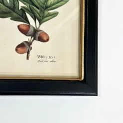 Forest White Oak Acorns Toile Framed Print -Home Decoration IMG E1835 618c648a 3e6f 49d5 8f32 42bea2f60354