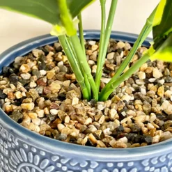 Artificial Dieffenbachia Flower In Blue Pot -Home Decoration IMG E4621 edited94