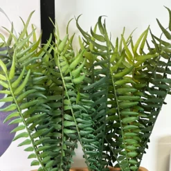 Faux Potted Fern Plant In Terracotta Pot -Home Decoration IMG E4669