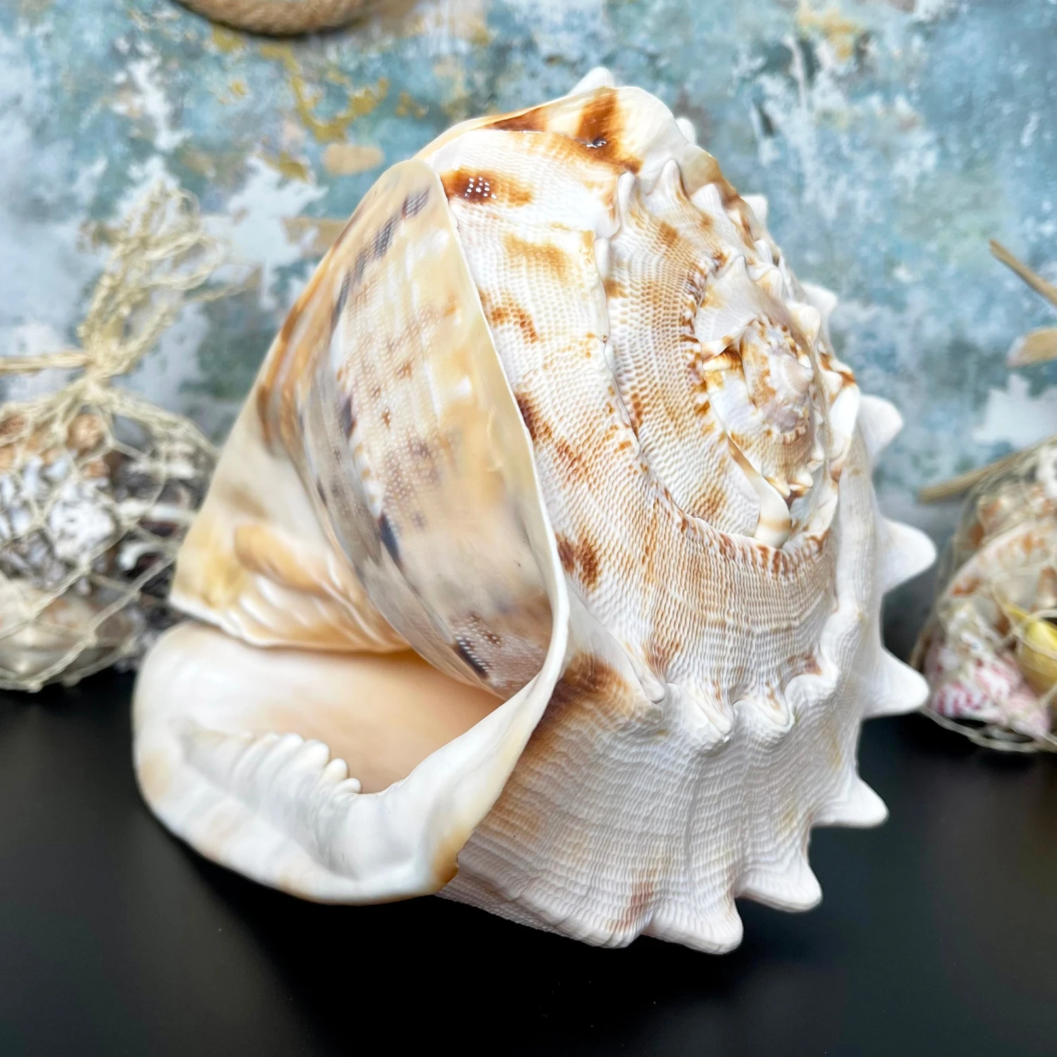 Giant Horned Queen Helmet Shell 1 Giant Horned Queen Helmet Shell