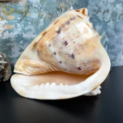 Giant Horned Queen Helmet Shell 8 Giant Horned Queen Helmet Shell -Home Decoration IMG E5224