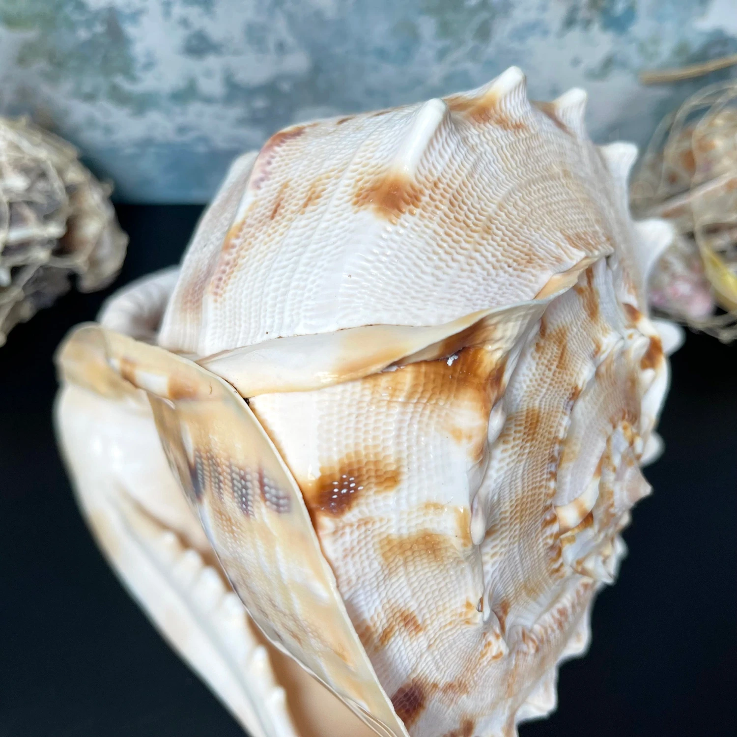 Giant Horned Queen Helmet Shell 4 Giant Horned Queen Helmet Shell - Image 4