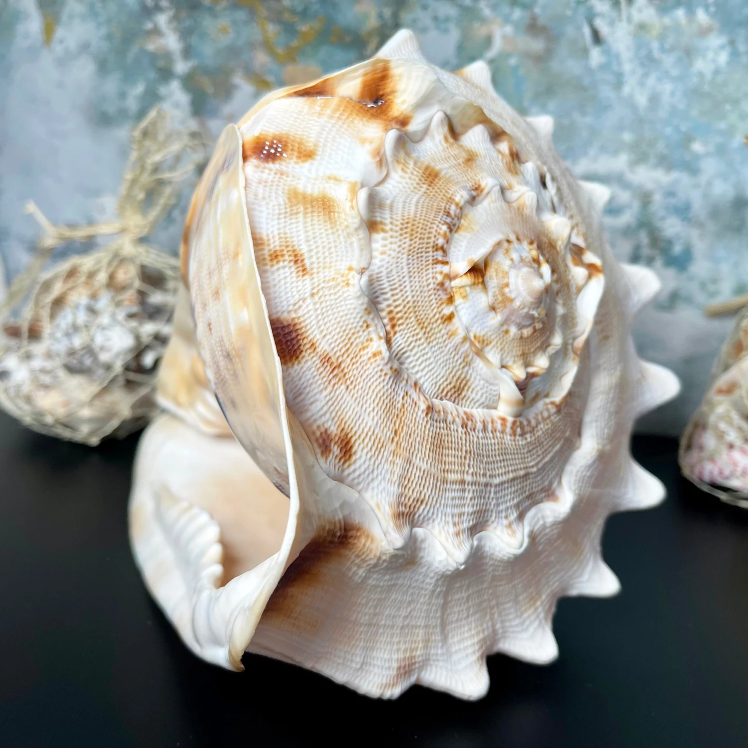 Giant Horned Queen Helmet Shell 5 Giant Horned Queen Helmet Shell - Image 5