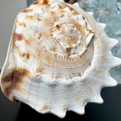 Giant Horned Queen Helmet Shell 11 Giant Horned Queen Helmet Shell -Home Decoration IMG E5227