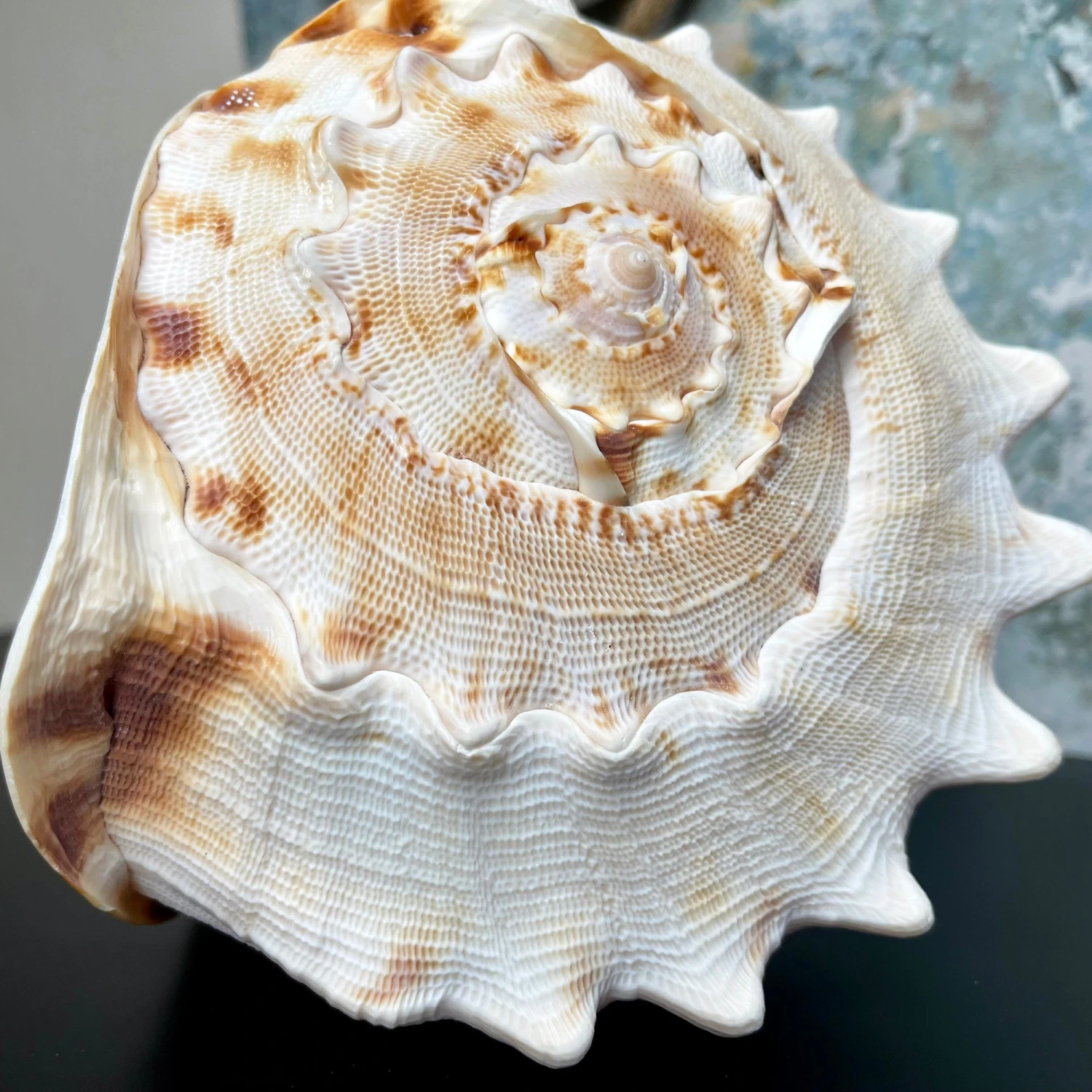 Giant Horned Queen Helmet Shell 6 Giant Horned Queen Helmet Shell - Image 6