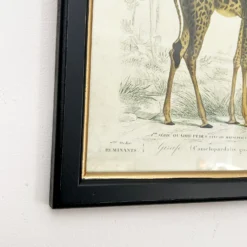Vintage Giraffe Framed Wall Art -Home Decoration IMG E7283
