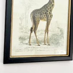 Vintage Giraffe Framed Wall Art -Home Decoration IMG E7284 5bbe417f 7aaf 4a18 ba20 3c7e4b7217ec