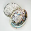 Unpolished Colourful Natural Abalone Sea Shells