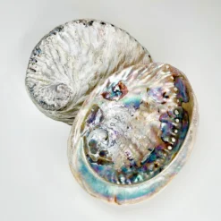 Unpolished Colourful Natural Abalone Sea Shells